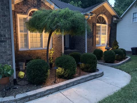 Trimmed shrubs along a front bed