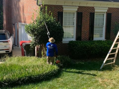 Crew member shaping a tall shrub with a pole trimmer