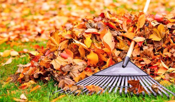 fall yard cleanup important for lawn garden getty 0923 a52f9e8c61134458b40f5ffef72d3e2b
